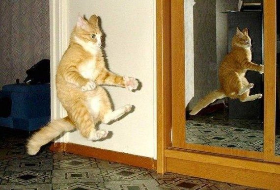 Коты - ниндзя