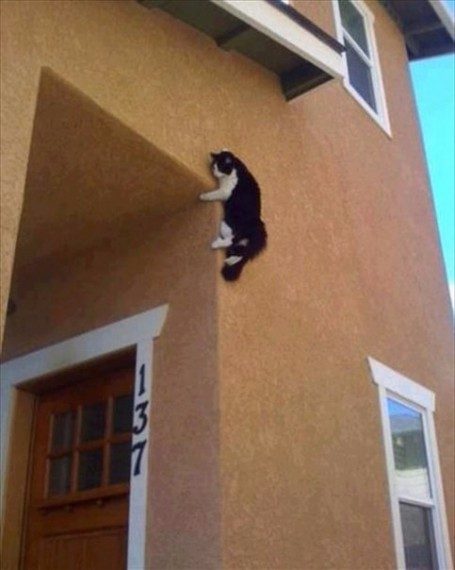 Коты - ниндзя