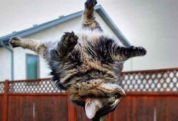 Коты - ниндзя