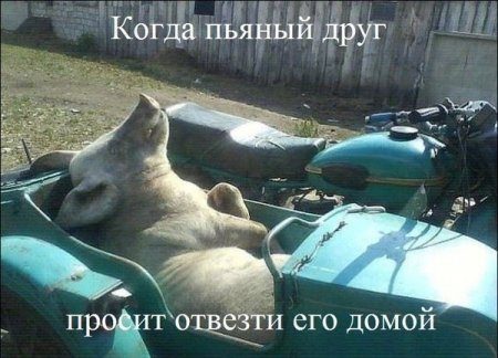 Приколюхи. Вот это ржака!