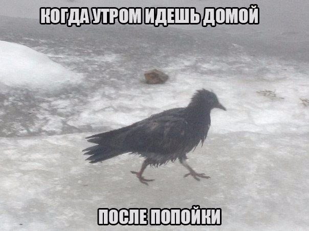 приколы классные картинки онлайн приколы классные картинки