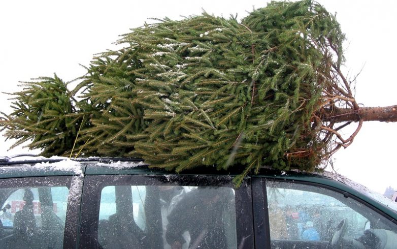 ����� ������ ���� ����