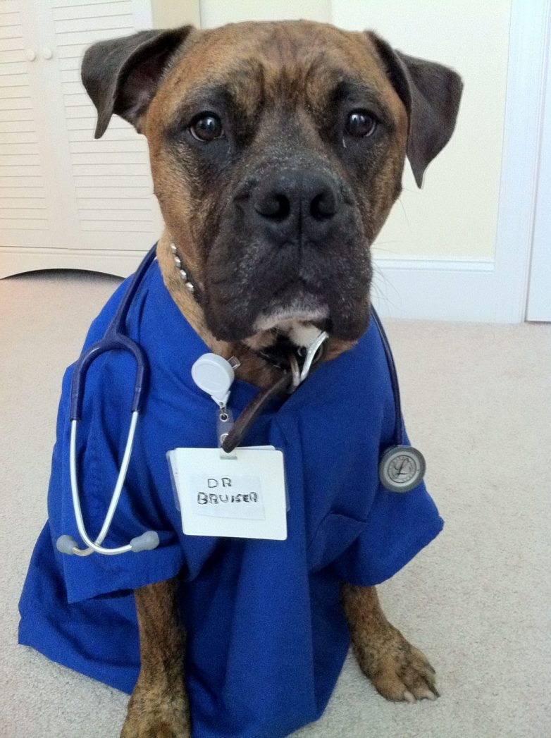Собака врач