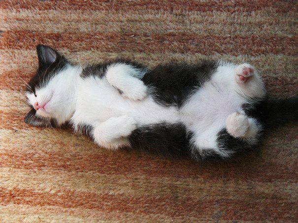 50 очаровательных спящих котят