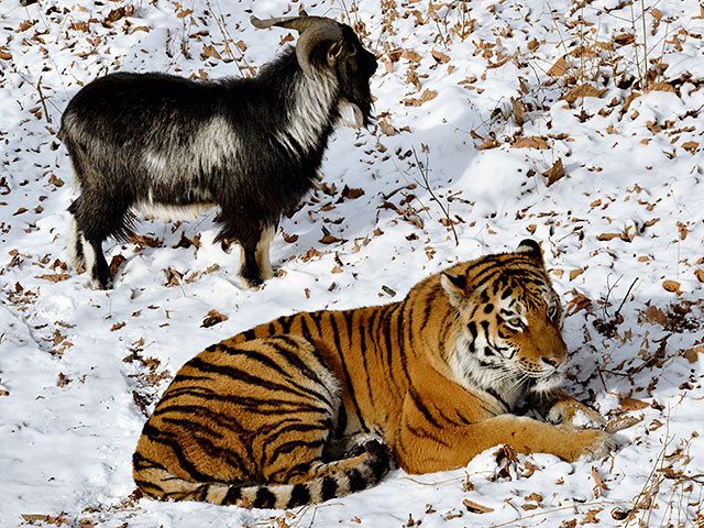 У вольера подружившихся тигра и козла установят веб-камеры