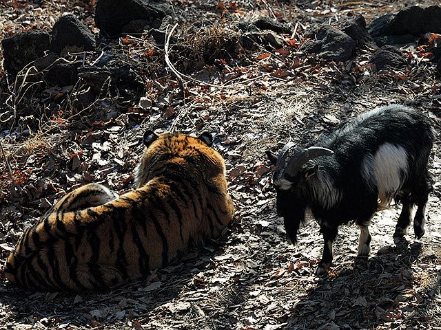 Приморский сафари-парк прервал реалити-шоу из жизни тигра и козла