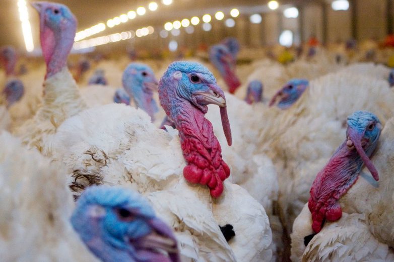 Росельхознадзор нашел птичий грипп в продукции «Евродона»