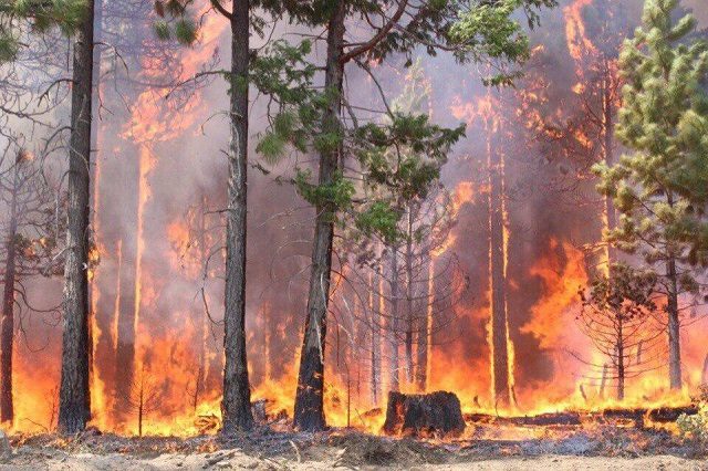 Сибирь в огне: пожар охватил почти 3 млн гектар