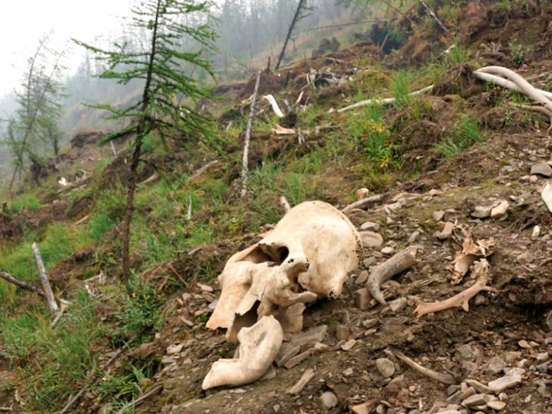 Бизнес на костях: Россия ежегодно экспортирует более 120 тонн бивней мамонта на фоне мировых запретов на торговлю слоновой костью