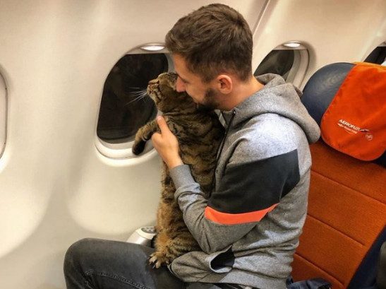 «Аэрофлот» лишил пассажира бонусных миль за перевозку толстого кота