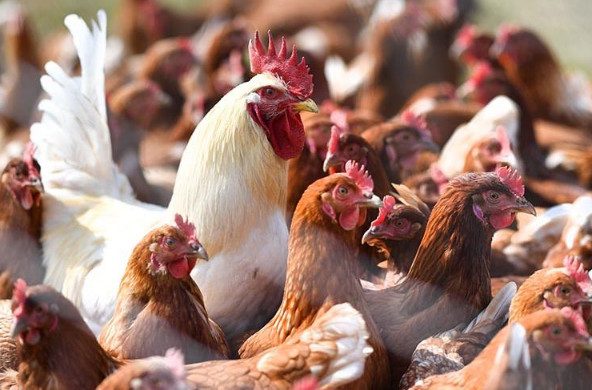России угрожает эпидемия вируса птичьего гриппа H5N8