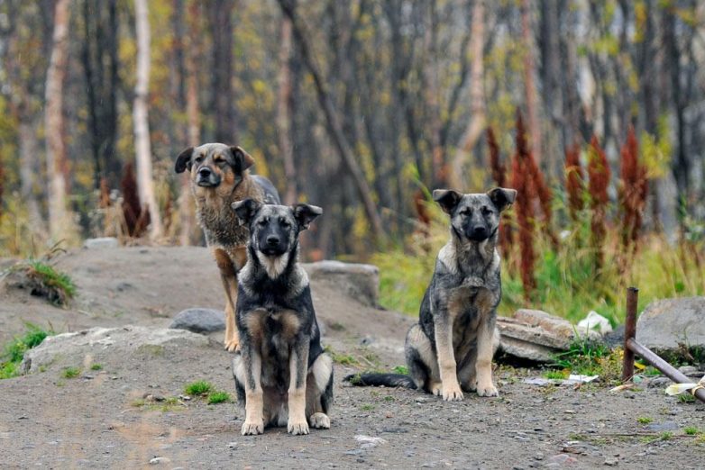 Сибирские собаки открыли сезон охоты на людей