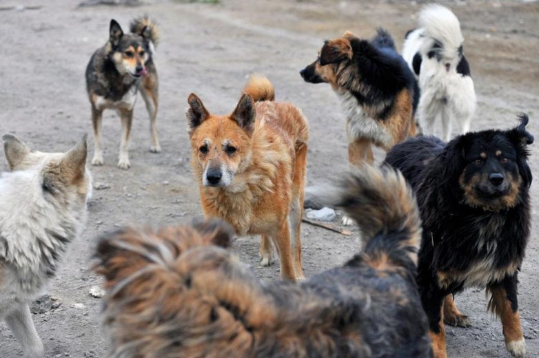 Сибирские собаки открыли сезон охоты на людей