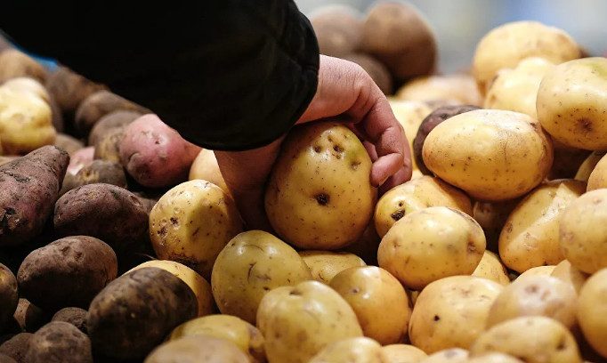 Производители предложили допустить к продаже картофель «экономкласса»