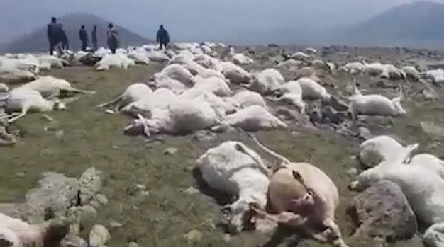 В Грузии от удара молнии погибло 550 овец