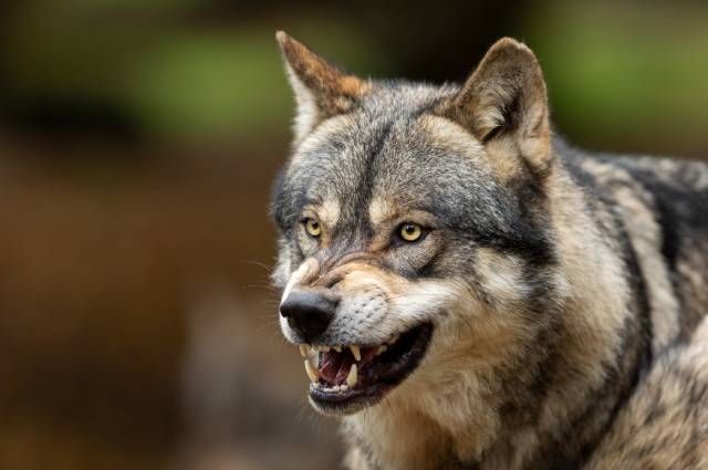 Стая волков держит в страхе целый поселок в ХМАО