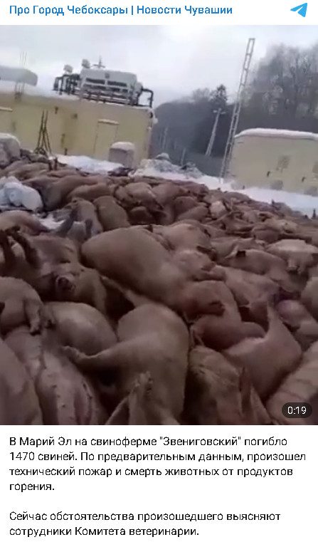 В Марий Эл погибло 1500 свиней