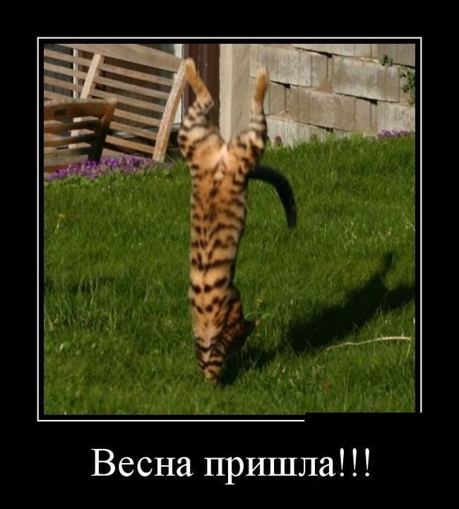 Весеннее обострение картинки прикольные