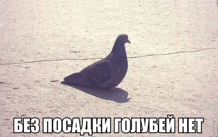Голубь приколы картинки