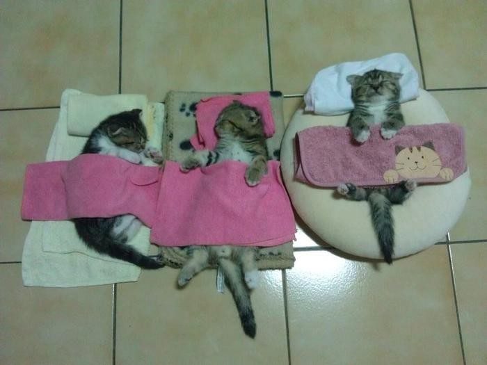 Спящие котейки