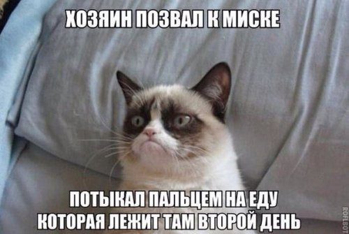 Смешные фотомемы