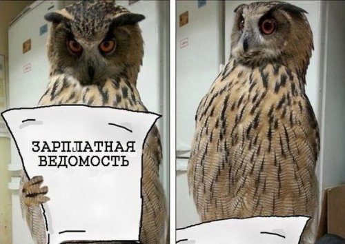 Смешные фотомемы