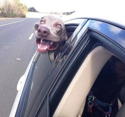 Собаки в автомобиле