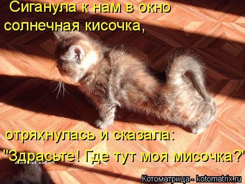 Котомемы