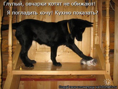 Котомемы