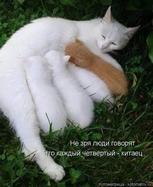 Котомемы