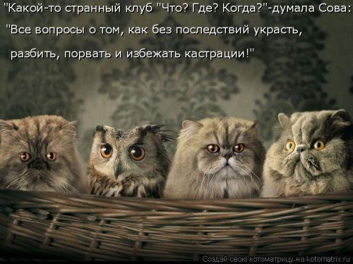 Котомемы