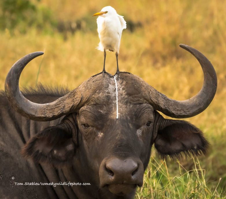 Самые смешные фото «Comedy Wildlife Photography Awards 2016»