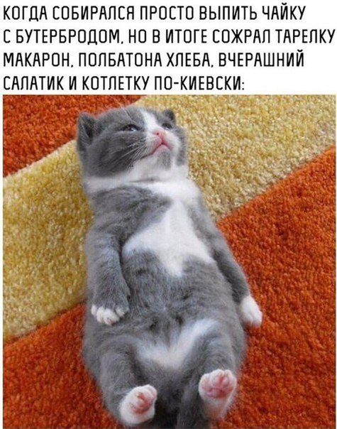 Prikolnye Fotomemy Dnya Prikoly
