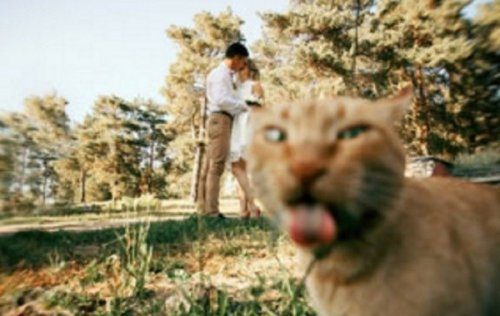 Кошки - фотобомберы