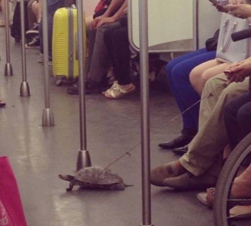 Чудаковатые пассажиры из метро