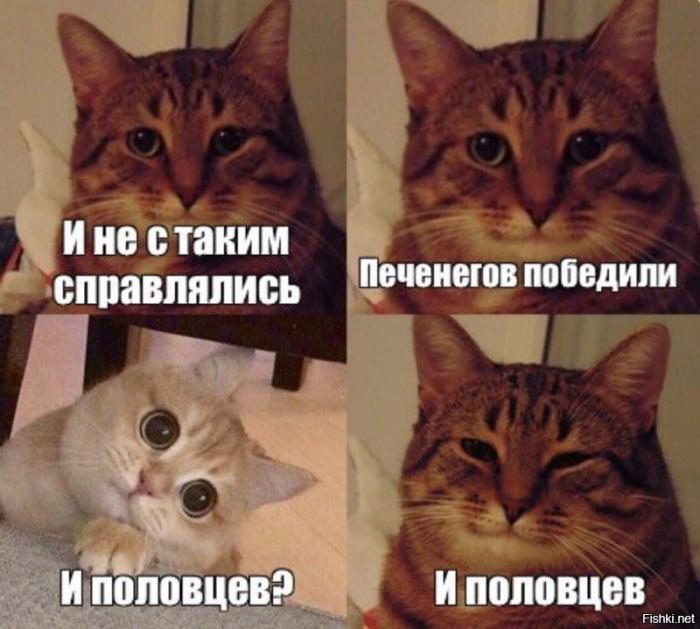 Весёлые мемы с котами