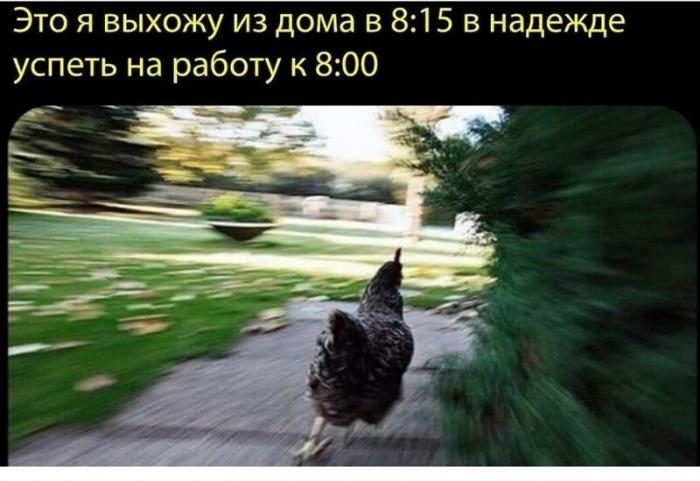 Свежие шутки и мемы