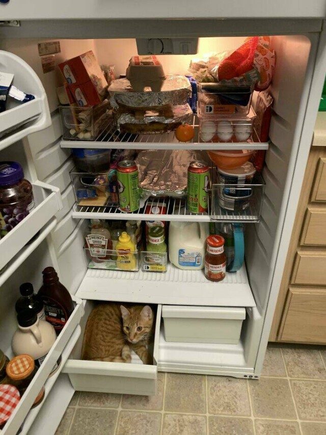 Забавное содержимое холодильников