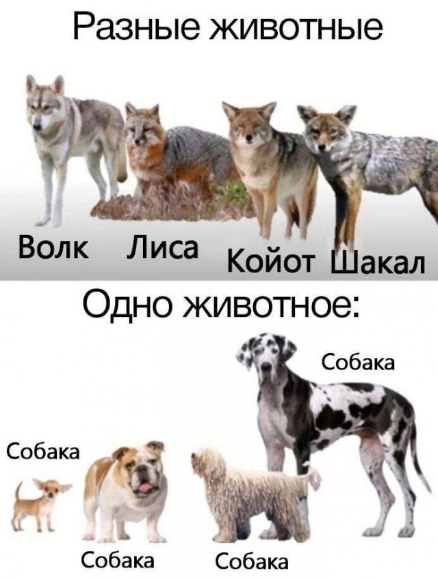 Забавные мемы