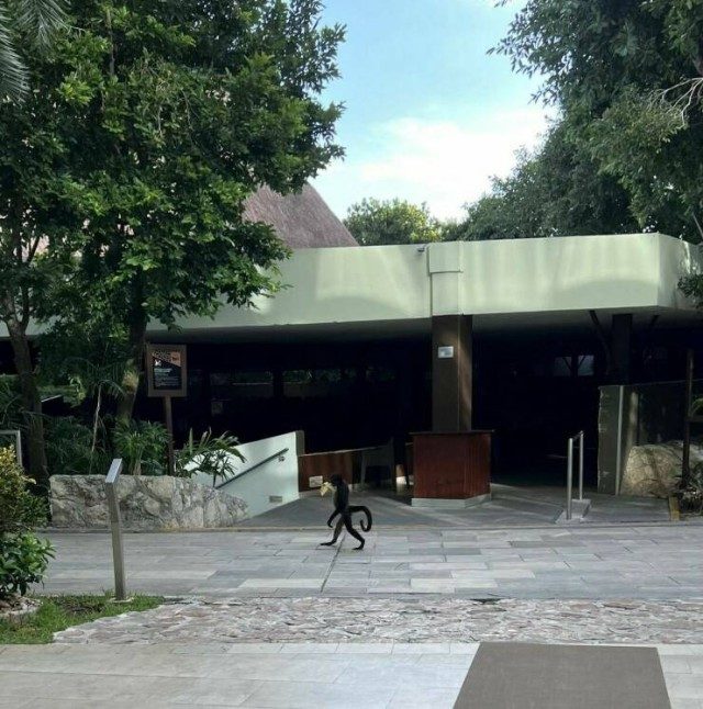 Позитив в прикольных картинках
