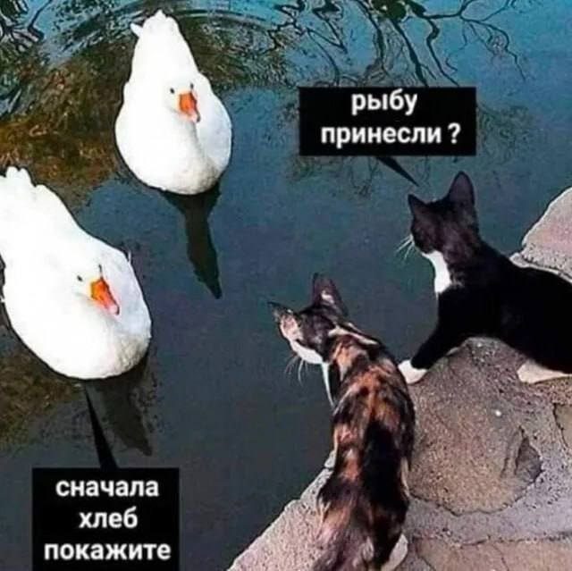 Картинки и мемы из Сети