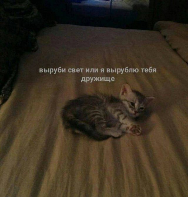 Смешные картинки