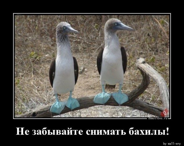 Демотиваторы для хорошего настроения