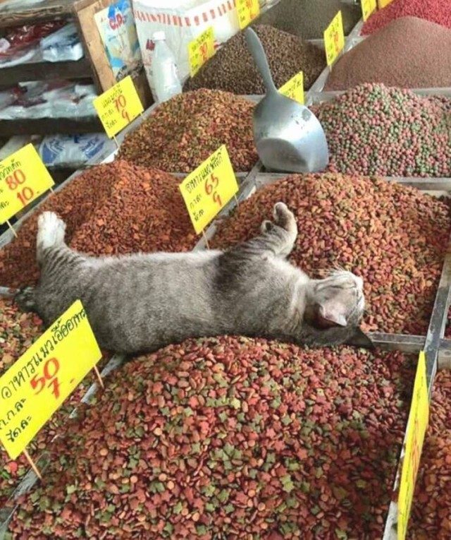 Фотоприколы для всех