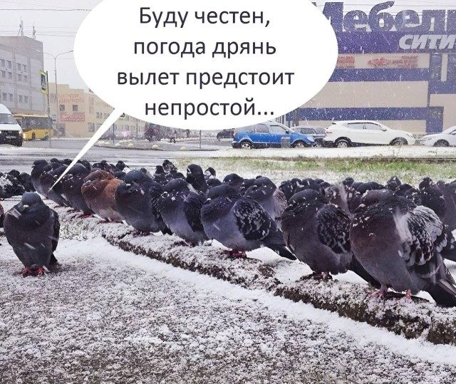 Весёлые картинки для всех