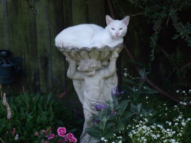 Котейки для отличного настроения