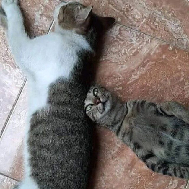 Котейки для отличного настроения