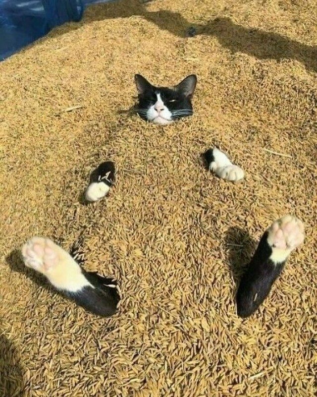 Котейки для отличного настроения