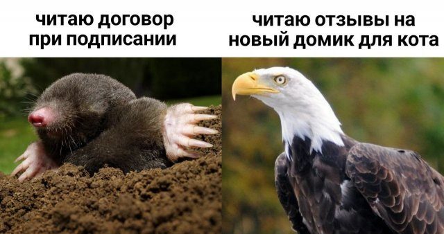 Смешные мемы