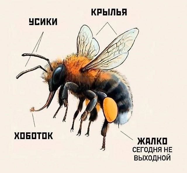 Весёлые картинки дня